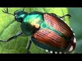 Observations Versus Inferences in Environmental Science