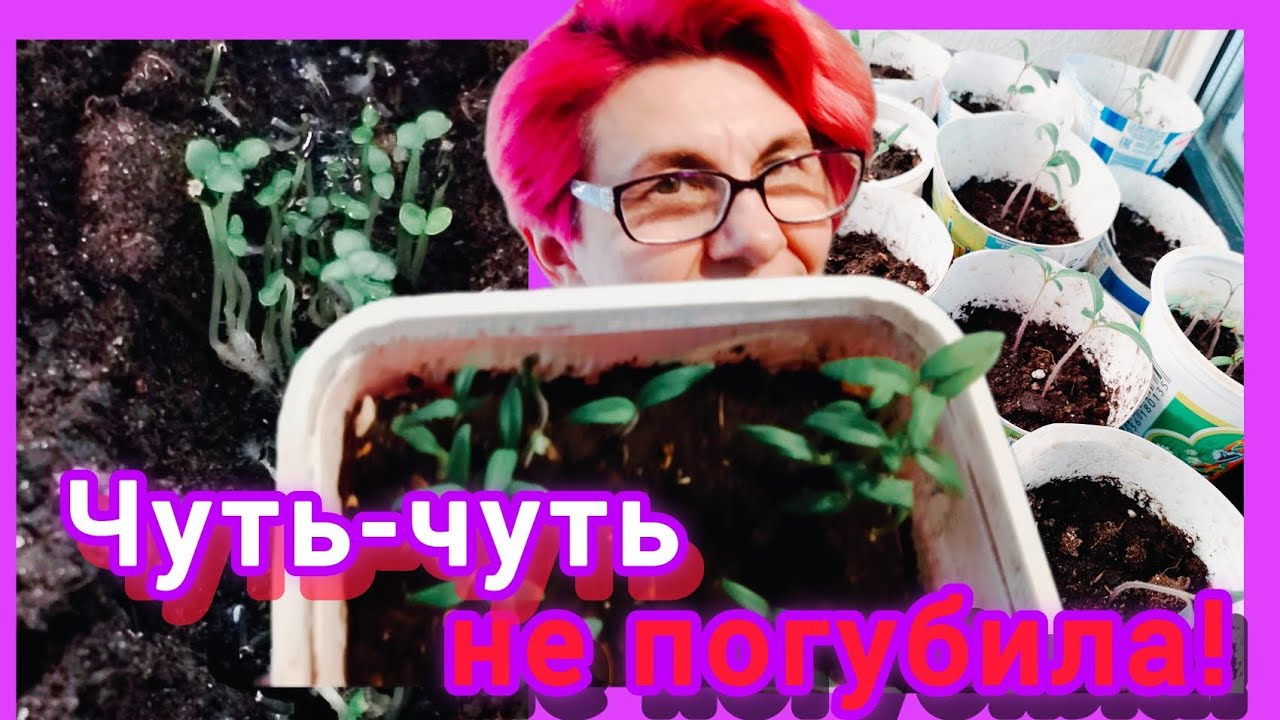 Обзор рассады.🌱🌱🌱