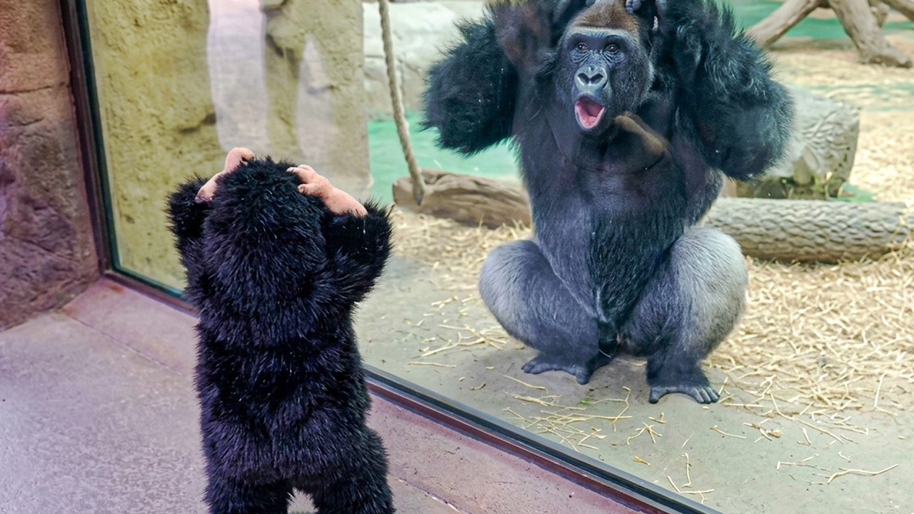 When a Gorilla Meets a Tiny Impostor — Unexpectedly Funny 😂
