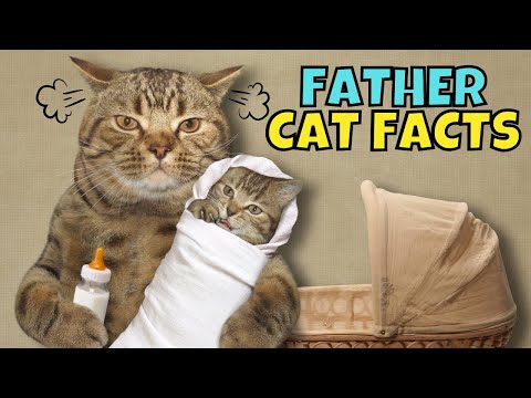 Video: Zal vader kat zijn dochter paren?