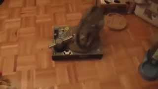 Egyptian Mau Uses Cat DJ Turnstyle Scratcher by MyEgyptianMau 689 views 11 years ago 52 seconds