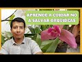 Aprende a cuidar no a salvar orqudeas  orquiplanet