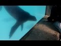 Sea Lion Obsessed with Button