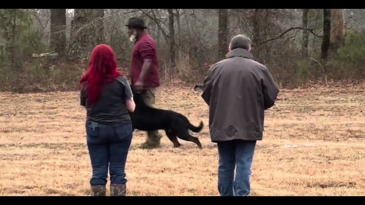 Asim 2/7/25 demo dog BH routine