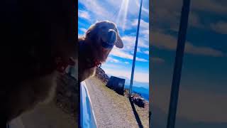 Homeward Bound The Incredible Journey Truelove