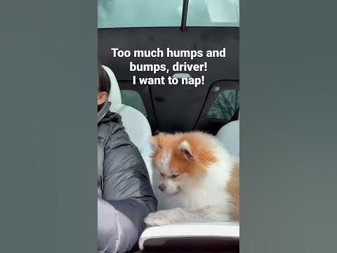Trying a catnap in the car! #shortsvideo #shorts #shortvideo #cute # ...