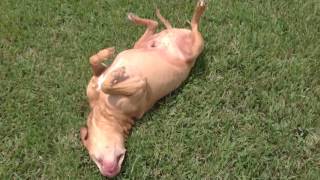 Bullet Scratching His Back.