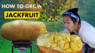 Jack Fruit Farming How To Grow Jackfruit Seeds At Home