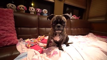 Not Ur Girlfrenz - Bowling For Soup Bus Takeover