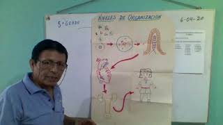CLASE 4d: BIOLOGÍA 4° -NIVELES DE ORGANIZACIÓN DE LOS SERES VIVOS