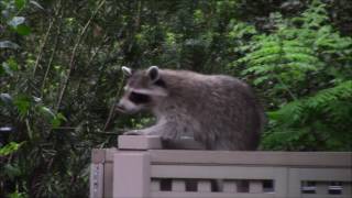 Sneaky Raccoon falls into Trash Can