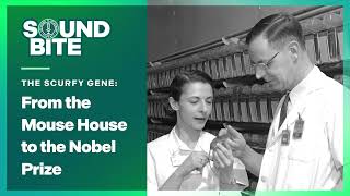 The scurfy gene: From the Mouse House to the Nobel Prize