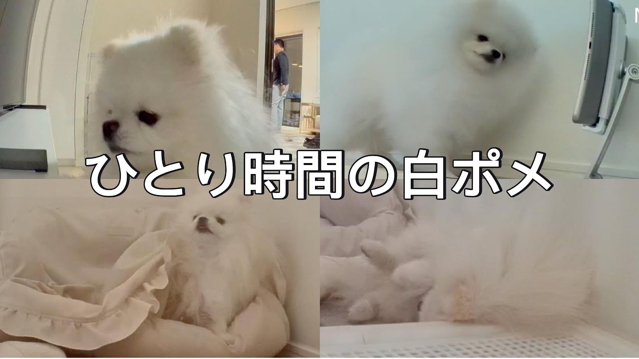 ペットカメラに映った、白ポメの可愛い姿