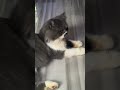 So so strict #shortvideo #persiancat