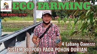 CARA APLIKASI ECO FARMING PADA POHON DURIAN //SISTEM BIOPORI ( 4 LOBANG ) //TEAM BORNEO ER PKY