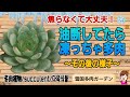 油断してたらしっかり凍ってしまった多肉/その後の様子まで紹介　2025年12月21日　＃雪国で育てる多肉　＃凍った多肉　＃多肉の解凍