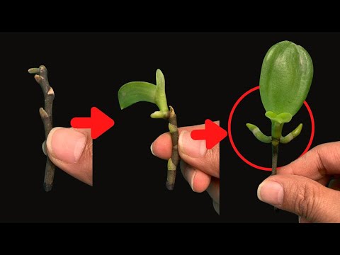 Video: Pseudobulb Propagation - Pseudobulb Kökləri Olan Orkide