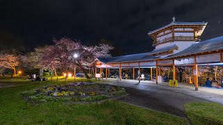 [4K] 長野公園(奥河内さくら公園)の夜桜 さくらと光の回廊 2022 河内長野市 Cherry Blossoms Illumination in Nagano Park Osaka Japan