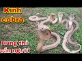 Đối Đầu Hổ Mang Trắng Hung Dữ Đớp Liên Tục Khiến Chủ Nhà Chạy Mất Hút. King cobra