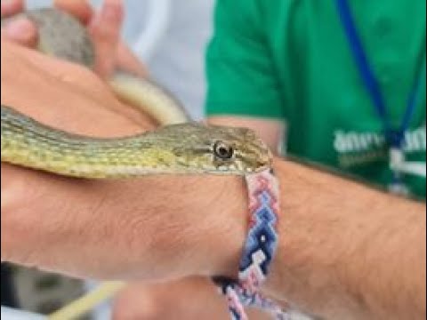 როგორ ავარიდოთ გველები ჩვენს ეზოს - Fauna of Georgia