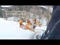 雪深い山では先頭を歩くのがムリだと悟った柴犬ナラ【4K】