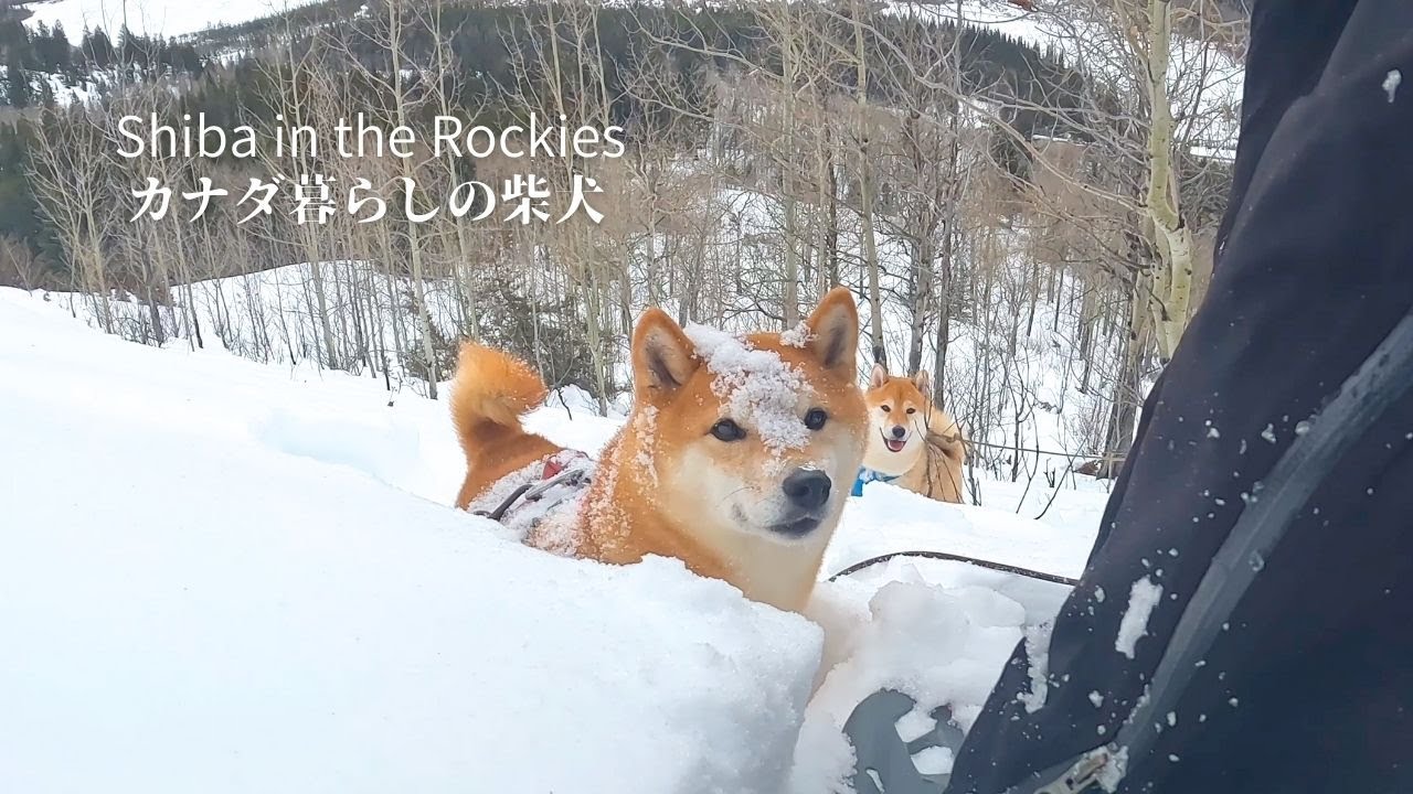 雪深い山では先頭を歩くのがムリだと悟った柴犬ナラ【4K】