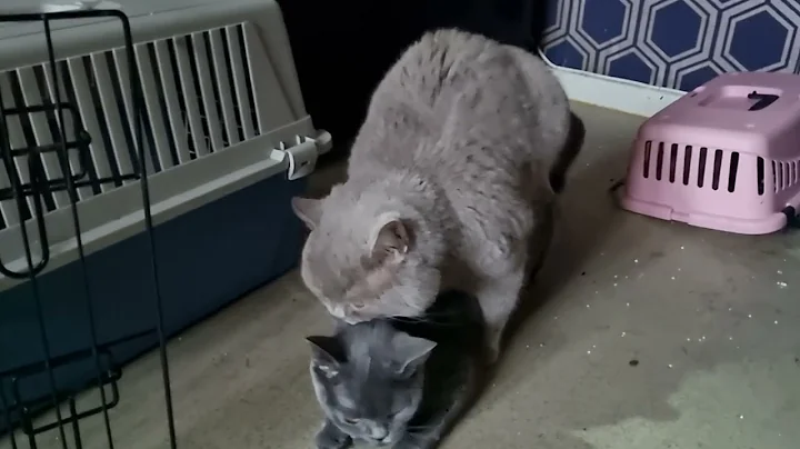 Video 721281: cats britishshorthair catlife catlover, britishshorthair catlife catlover kitten, britishshorthair meow cat, mating cats meowing, breeding mating, fluffy cat breeds