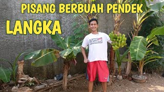 Langka !!! Pohon Pisang Berbuah Pendek | Short Banana Tree