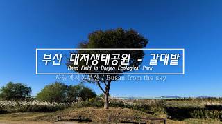 대저생태공원 축구장A 영상