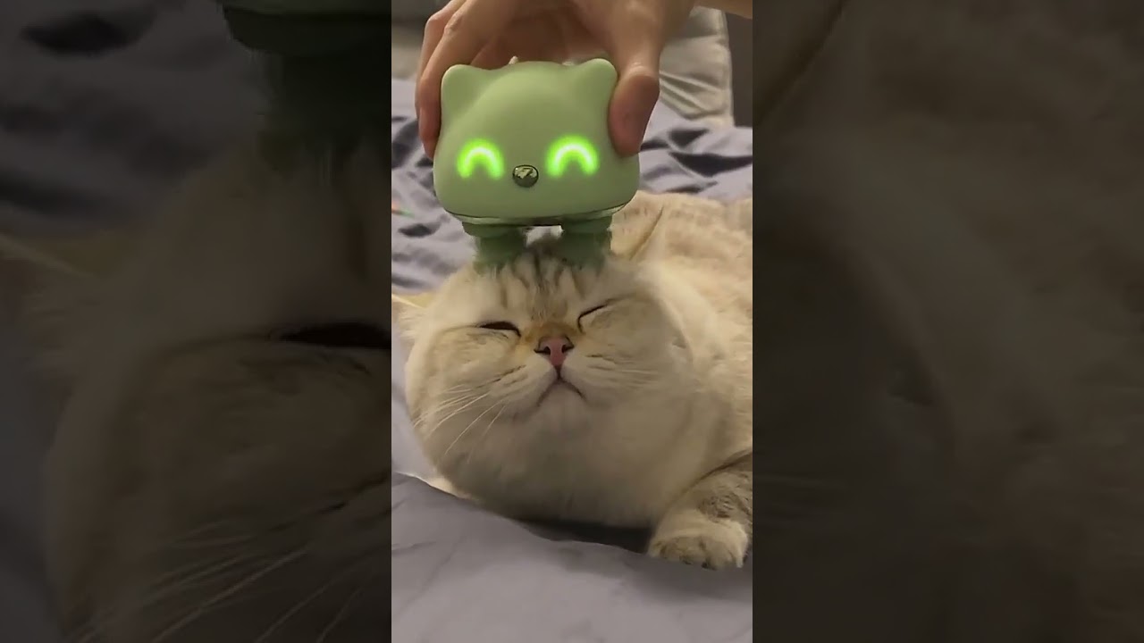 Hilarious Cat and Dog Moments! 😆😆 Cute Pets Compilation