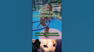 “Monyet Lincah Pamer Skill Hula Hoop, Bikin Heboh Penonton!”