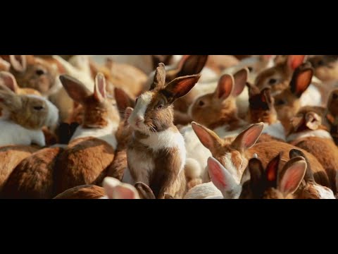 Doctors warn of uptick in rabbit fever cases across Long Island