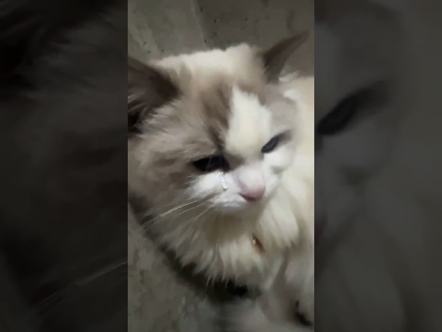 cute and funny animals 새주인에게 입양됀후.. #shorts