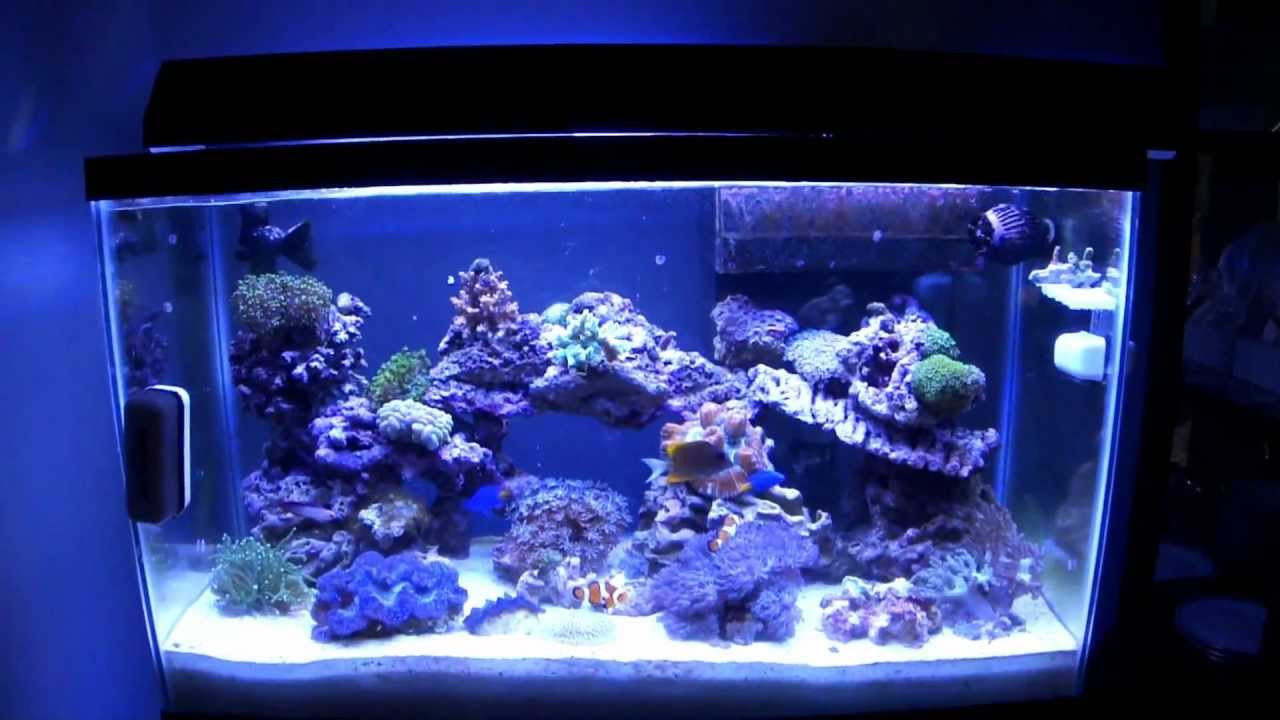 29 gallon reef update