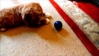Archie the cavapoo puppy HATES his new blue ball!