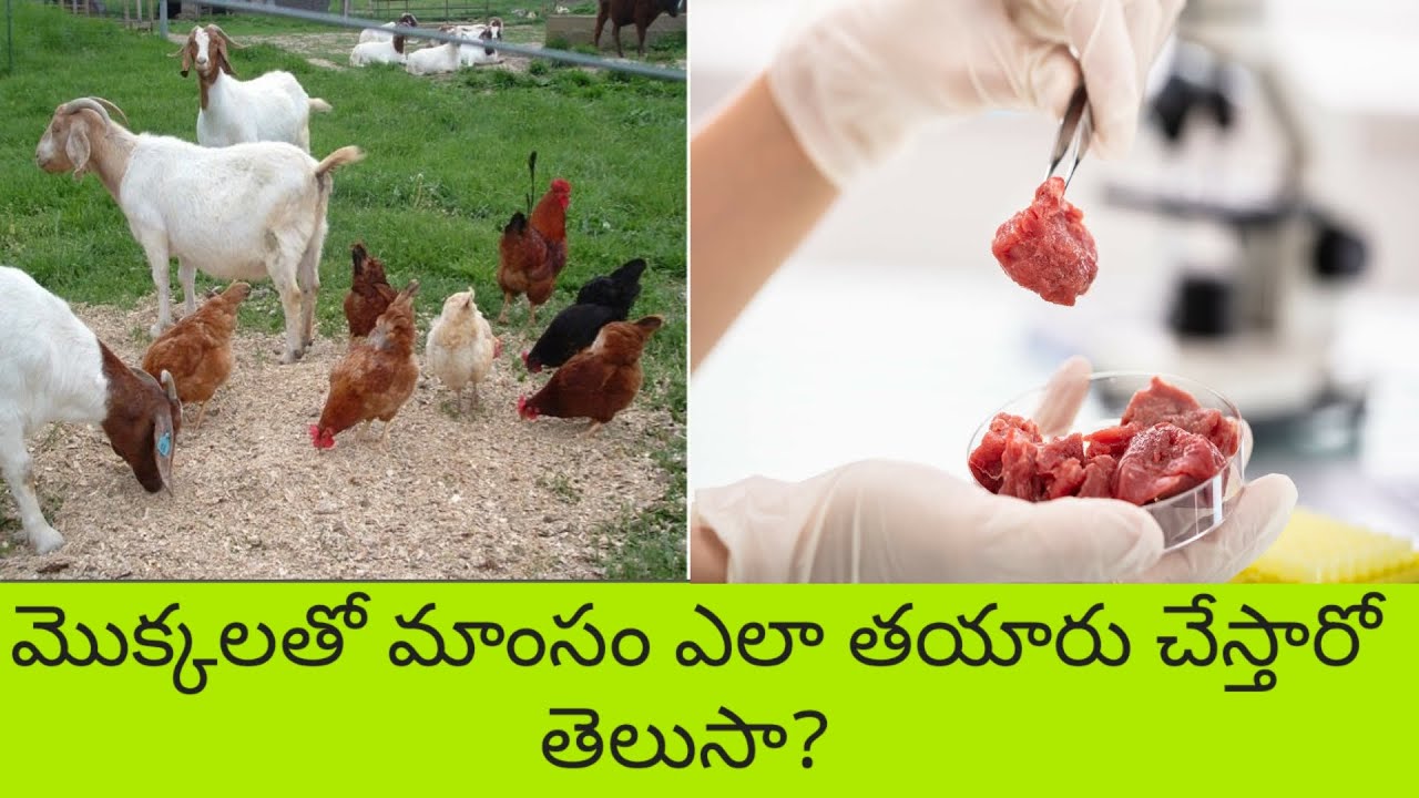 How to make  "LAB GROWN MEAT" in telugu || Telugu Diarys By SS.