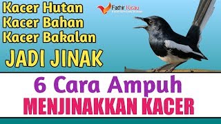 CARA MENJINAKKAN KACER GIRAS, PASTI KACER BAHAN DAN MUDA TANGKAPAN HUTAN BAKALAN JINAK