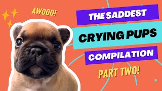 Crying Puppies Compilation part 2 (the saddest French Bulldog pups )