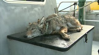 Coyote euthanized after being rescued from Biscayne Bay by firefighters