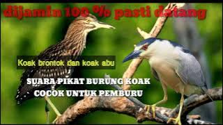 Suara burung koak paling ampuh || cocok untuk pikat dan nyanggong dimalam hari