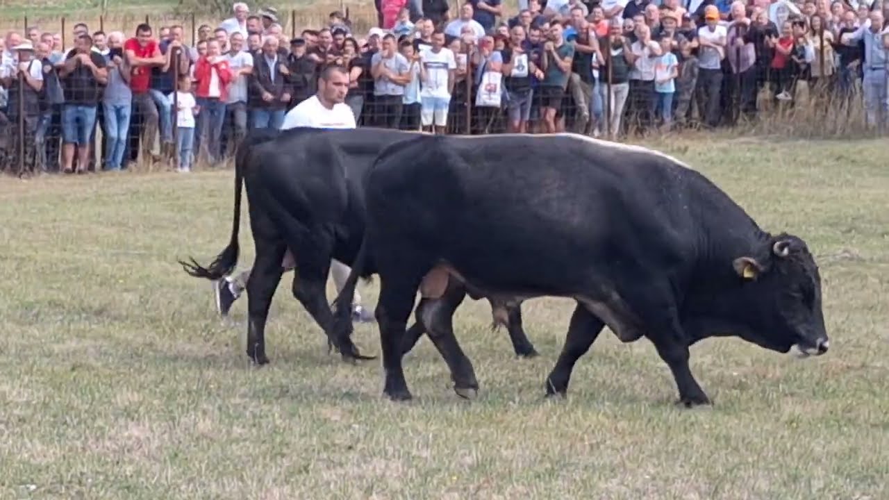 Stočni sajam Gacko 2025 