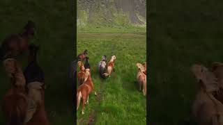 Исландские лошади   это какая то отдельная любовь   😍