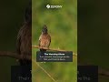 Red-vented Bulbul explained bird watching | zerony