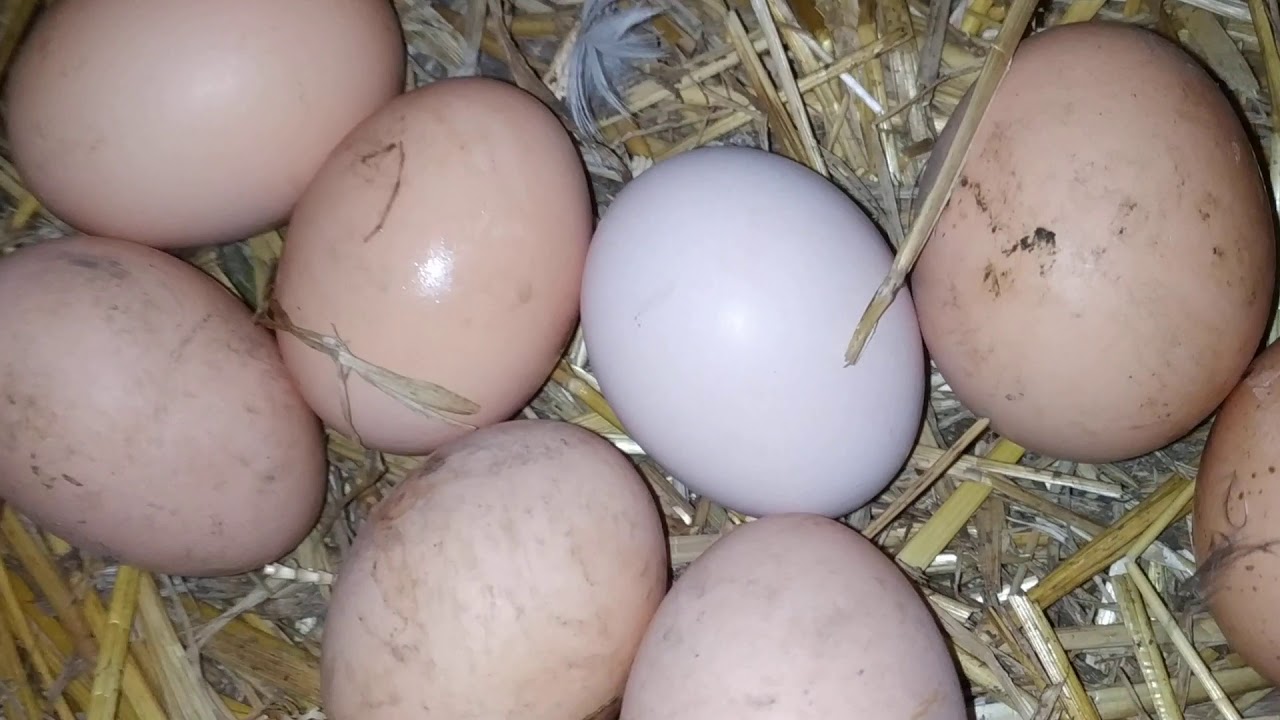 Почему курица несет мало яиц. Смешные яйца. Яйца разноцветные от кур. Курица которая несет голубые яйца. Смешные куриные яйца.