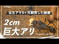 2cm巨大アリの飼育、始めました。【アリ飼育】