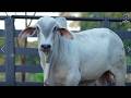 LOTE 31 - RCRC 870