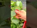 Picking a fresh ripe strawberry from the plant by hand in a sunny garden farm plantation