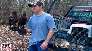 How a Falconer Trains a Raptor to Hunt with Them