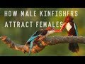 White Throated Kingfisher aka White Breasted Kingfisher - Lovely Courtship Rituals