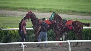 Aşka Gelen Atlar Resimi